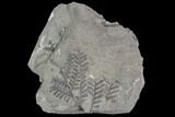 Carboniferous Fossil Fern (Lygenopteris) Plate - Poland #111664-1